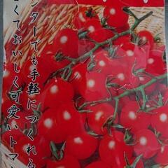 ミニトマト苗 植木鉢付きの画像