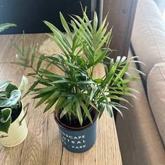 お買い得‼️観葉植物4個セット🪴の画像