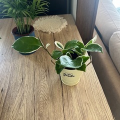 お買い得‼️観葉植物4個セット🪴の画像