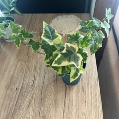 お買い得‼️観葉植物4個セット🪴の画像