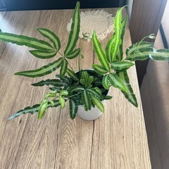お買い得‼️観葉植物4個セット🪴の画像