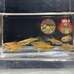 【メダカ】東天光バタフライ10匹お譲りしますの画像