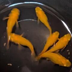 楊貴妃メダカの画像