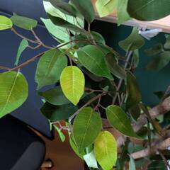 プランテーション（造花）の画像
