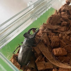 クワガタの画像