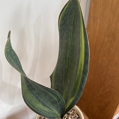 サンセベリア　マッソニアーナ斑入りの画像