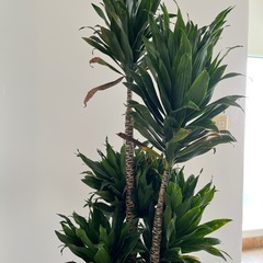 木の画像