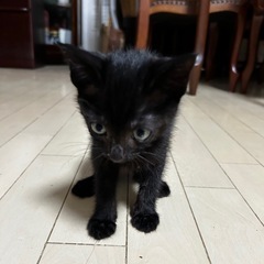 🐾里親さま募集中🐾