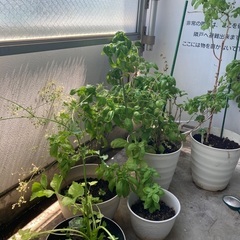 植物(取りに来てくださる方)の画像