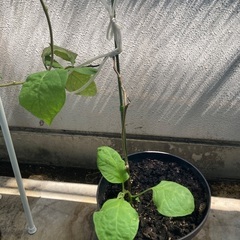 植物(取りに来てくださる方)の画像