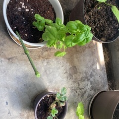 植物(取りに来てくださる方)の画像