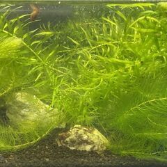 水草(アナカリスとマツモ各5本)のセットの画像