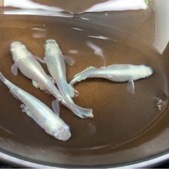 改良メダカ稚魚（若魚）③・10匹500円（水草等サービス付）・初心者限定の画像