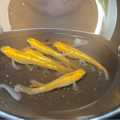 改良メダカ稚魚（若魚）③・10匹500円（水草等サービス付）・初心者限定の画像