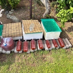 改良メダカ稚魚（若魚）③・10匹500円（水草等サービス付）・初心者限定の画像