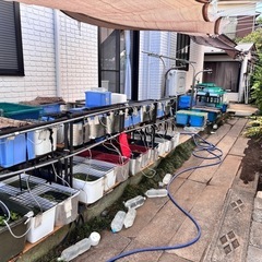 改良メダカ稚魚（若魚）③・10匹500円（水草等サービス付）・初心者限定の画像