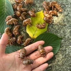蝉の画像
