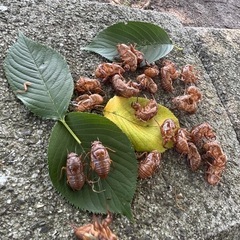 蝉の画像