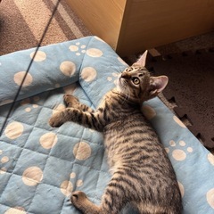 子猫6匹の里親募集します
