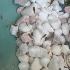 18メダカの稚魚 大切に育てて下さる方にお譲りしますの画像