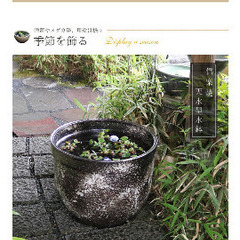 信楽焼　睡蓮鉢　特大　の画像