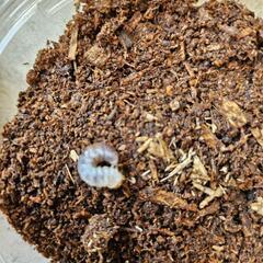 能勢YG血統オオクワガタの幼虫①４頭の画像
