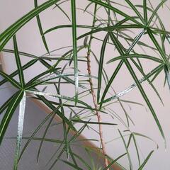 【受け渡し者決定】ボトルツリー　１００センチ　観葉植物の画像