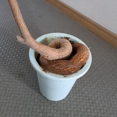 【受け渡し者決定】ボトルツリー　１００センチ　観葉植物の画像