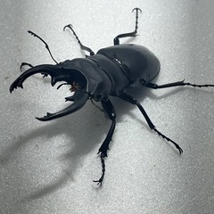 インターメディアツヤクワガタ♂♂♀お買い得！の画像