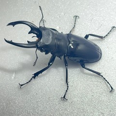 インターメディアツヤクワガタ♂♂♀お買い得！の画像