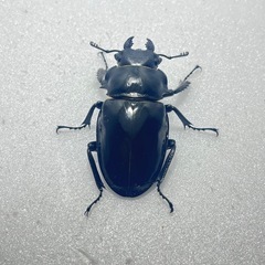 インターメディアツヤクワガタ♂♂♀お買い得！の画像