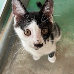5月17日生まれ保護猫３匹の里親さん募集
