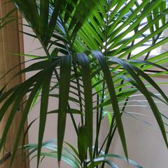 ケンチャヤシ　180センチ　大型観葉植物の画像