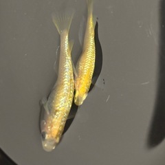 １セットのみ　レクリス　成魚　雄雌　１ペアの画像