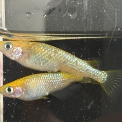 １セットのみ　レクリス　成魚　雄雌　１ペアの画像