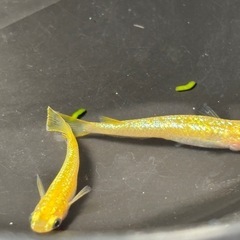 １セットのみ　レクリス　成魚　雄雌　１ペアの画像