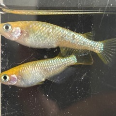 １セットのみ　レクリス　成魚　雄雌　１ペアの画像