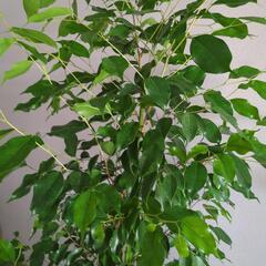 ベンジャミン　180センチ　大型観葉植物の画像