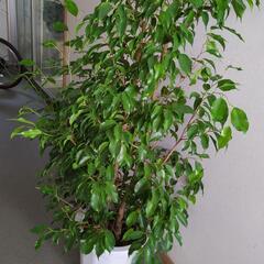 ベンジャミン　180センチ　大型観葉植物の画像