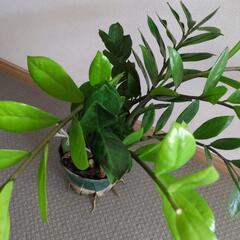金運アップ✨ザミオクルカス　観葉植物の画像
