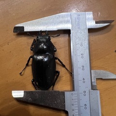 グラントシロカブト、ギラファ
の画像