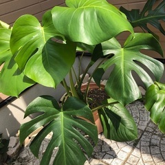モンステラ② 観葉植物⑥の画像
