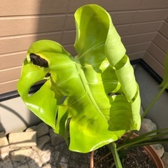 モンステラ② 観葉植物⑥の画像
