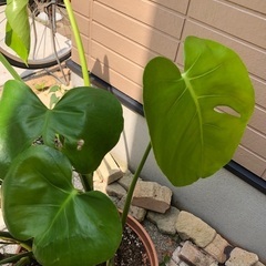 モンステラ② 観葉植物⑥の画像
