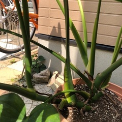 モンステラ② 観葉植物⑥の画像