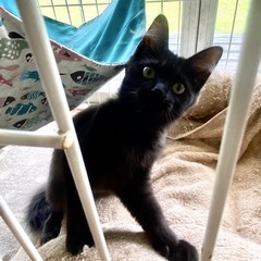 黒の長毛、3カ月の女の子の里親さん募集！