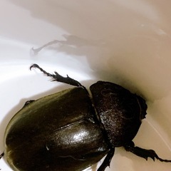 カブトムシ🪵先着の画像