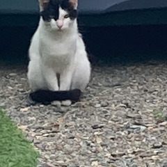 「半分お顔が黒い♡ブラックジャック柄の白黒猫ちゃん、優しい…