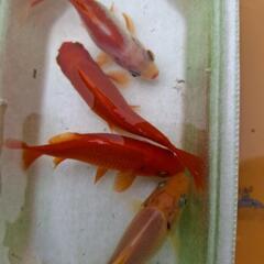 金魚　稚魚の画像