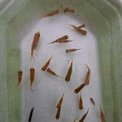 金魚　稚魚の画像